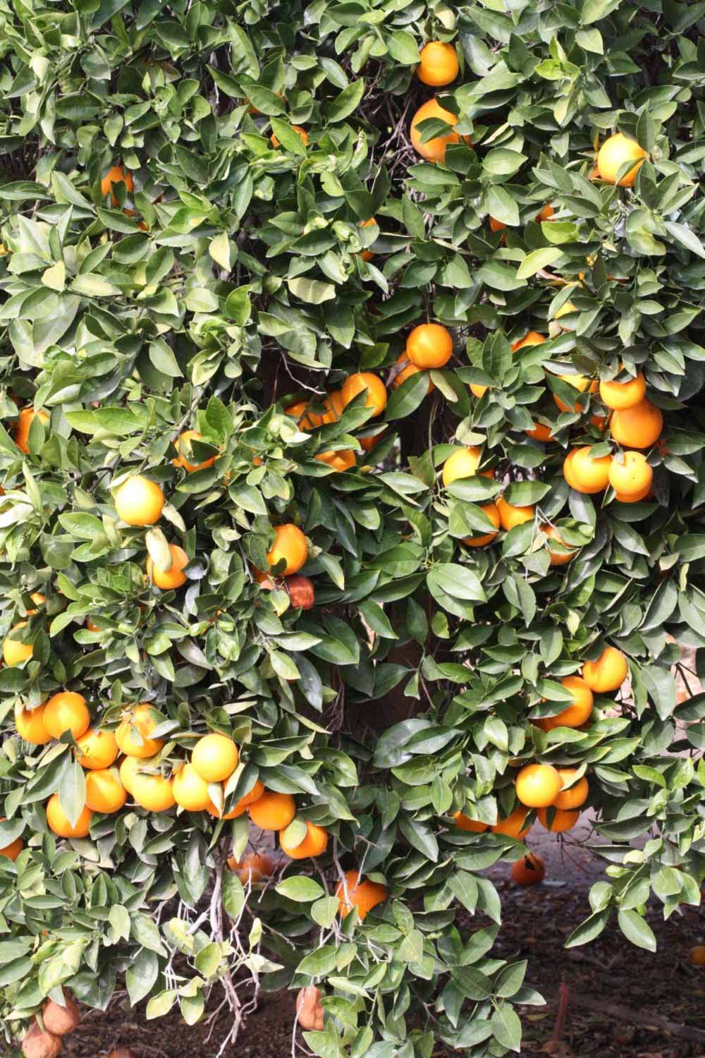              Habit (Frost Navel, Riverside, CA)       